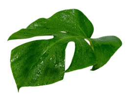 monstera feuille avec l'eau laissez tomber isoler ,vert feuilles modèle png