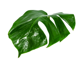 Green leaves pattern,leaf monstera with water drop isolated png