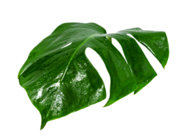 verde le foglie motivo, foglia Monstera con acqua far cadere isolato png