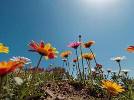 AI generated Low angle of multicolored daisy flower plants in a ground against blue sky photo
