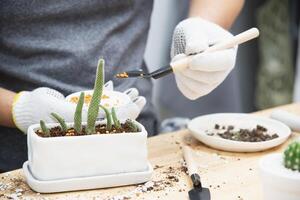 man plant baby cactus in small white pot photo