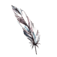 Watercolor set monochrome bird feather with splashes, brush stroke. Hand drawn illustration, clipart png