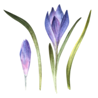 aquarelle de bonne heure printemps fleurs, bleu violet crocus, primaire fleurs, Safran main tiré illustration pour impression cartes postales mariages anniversaires, Pâques carte autocollant clipart png