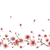 bloeiende Afdeling van boom, sakura, kers of appel bloemknoppen en bloemen naadloos grens, patroon. voorjaar bloesems, lente waterverf clip art. hand- getrokken illustratie achtergrond png