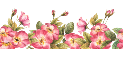 Watercolor rosehip flowers, buds and leaves seamless border Dog brier rose. Hand drawn illustration png