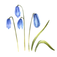 Early spring plant, squills, spring scylla blue flowers, snowdrops. Primary flowers clipart. Hand drawn illustration for postcards, weddings, birthdays, easter card, sticker. png
