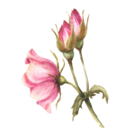 acquerello rosa selvaggio rosa anca ramo con mini cuffie e fiore, cane o brier rosa sono fioritura. botanico clipart per carta, logo, medico etichetta Stampa. mano disegnato floreale illustrazione sfondo. png