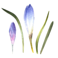 vattenfärg tidigt vår blommor, blå violett krokusar, primär blommor, saffran hand dragen illustration för utskrift vykort bröllop födelsedagar, påsk kort klistermärke ClipArt png