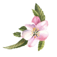 blomning äpple, päron, körsbär eller reste sig höft blomma gren, blommor och löv. hand dragen springtime botanisk illustration för bröllop, inbjudningar, födelsedag, vykort skriva ut. bakgrund png