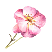 waterverf roze wild roos heup bloem, hond of brier roos im bloeien. kruiden botanisch clip art voor uw ansichtkaart, logo, medisch etiket afdrukken. hand- getrokken flora illustratie achtergrond. png