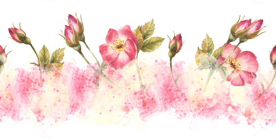 wild roos heup knoppen, bladeren, hond, kanker of brier roos bloemen im bloeien naadloos grens patroon Aan waterverf roze geel vlekken, spatten achtergrond inpakken, behang hand- getrokken illustratie png