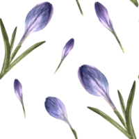 Watercolor early spring plant, crocuses, primary flowers, saffron seamless pattern. Hand drawn illustration for weddings, birthdays, easter wrapping, scrapbooking, wallpaper  background png