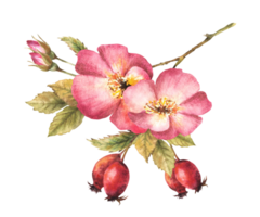 Watercolor pink wild rose hip branch with buds and flower, dog or brier rose im bloom. Botanical clipart for card, logo, medical label print. Hand drawn floral illustration png