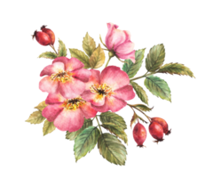 Watercolor pink wild rose hip branch with buds and flower, dog or brier rose im bloom. Botanical clipart for card, logo, medical label print. Hand drawn floral illustration png