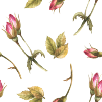 Aquarell wild Rose Hüfte Knospen Blätter, Hund Krebs, Dornbusch Rose Blumen Ich bin blühen botanisch nahtlos Muster zum Etikett, Verpackung Papier, Stoff, Hintergrund Hand gezeichnet Illustration Hintergrund. png