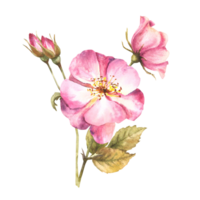 Watercolor pink wild rose hip branch with buds and flowers, dog or brier rose im bloom. Botanical clipart for card, logo, medical label print. Hand drawn floral illustration background. png