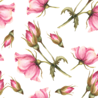 vattenfärg rosa vild reste sig höft gren med knoppar, blommor och löv, hund eller brier reste sig jag är blomma. botanisk blommig sömlös mönster för tyg skriva ut. hand dragen illustration bakgrund. png