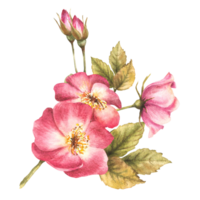 Watercolor pink wild rose hip branch with buds and flowers, dog or brier rose im bloom. Botanical clipart for card, logo, medical label print. Hand drawn floral illustration background. png