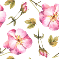 Watercolor floral seamless pattern with pink wild rose hip branch with buds, flowers and leaves, dog or brier rose plant Botanical print for wallpaper Hand drawn illustration  background png