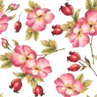 Watercolor pink wild rose hip branch with buds, flower, leaves, berry fruits, dog or brier rose. Floral seamless pattern for print, fabric, wallpaper Hand drawn illustration background. png