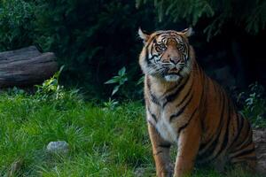 Close-up on a tiger in the wild. Wild cat. The tiger sits on the grass. photo