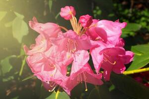 A soft light falls on a red flowering flower branch in the park. photo