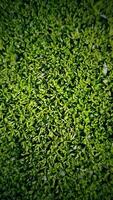 antecedentes de Fresco verde hojas de cerca foto