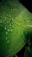 Green leaves background close up view with detail Dew drops on leaves photo