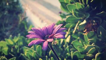 la flor morada foto