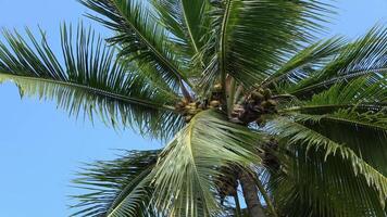 Palm trees move in the wind against a deep blue sky. video