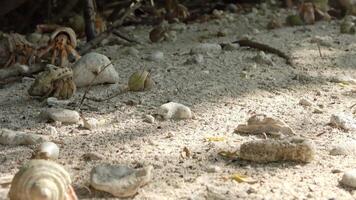 Time lapse recording of many hermit crabs with different shells crawling over the sand. video