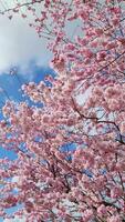 un' rosa e viola fioritura prugna albero si sposta suo rami nel il vento. video