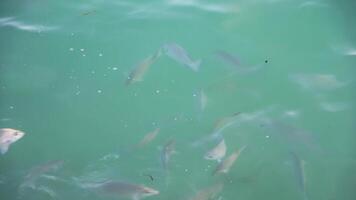 View of small sharks on the surface of the Indian Ocean looking for food. video