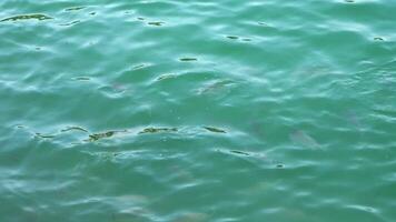 View of small sharks on the surface of the Indian Ocean looking for food. video