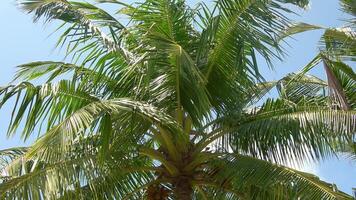 Palm trees move in the wind against a deep blue sky. video