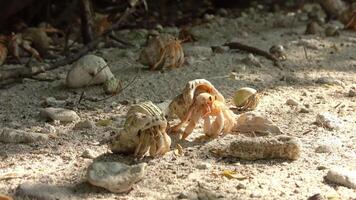 proche en haut vue de beaucoup ermite Crabes avec différent coquilles rampant plus de le sable. video