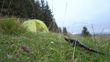 Pregnant European fire salamander lives in the wild. This is a black lizard with yellow spots. 4K video