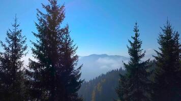 en volant plus de le forêt et brouillard dans le montagnes. magnifique la nature de le Carpates montagnes. 4k aérien voir. video