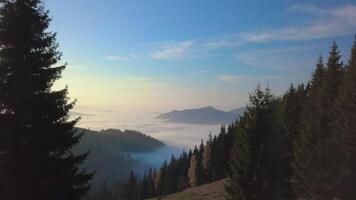 Flying over the forest and fog in the mountains. Beautiful nature of the Carpathian Mountains. 4K Aerial View. video