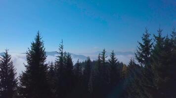 fliegend Über das Wald und Nebel im das Berge. schön Natur von das Karpaten Berge. 4k Antenne Sicht. video