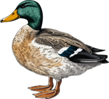 AI generated wild duck illustration isolated on transparent background. png