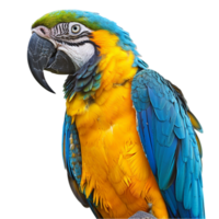 ai generado guacamayo pájaro, azul guacamayo, guacamayo volador aislado en transparente antecedentes generativo ai png