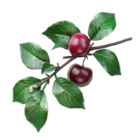 AI generated Branch with cherry isolated on transparent background  Generative AI png