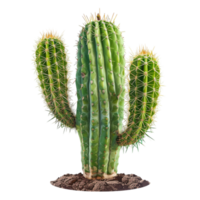 AI generated Vibrant Succulents and Cactus Plants on Transparent Background Generative AI png