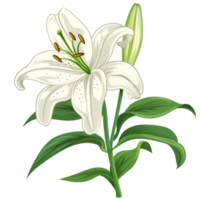 AI generated Easter Lily  isolated on transparent background  Generative AI png