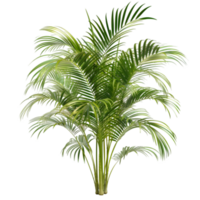 ai generato 3d rendere di palma albero isolato su trasparente sfondo generativo ai png