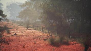 enchanteur sentier par le verdoyant australien buisson, une tranquille périple video