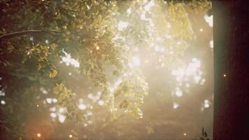 luz de sol brillante mediante el hojas de un árbol video