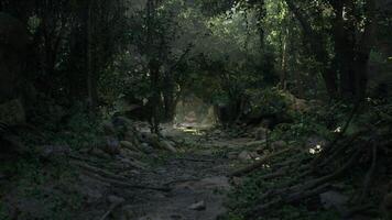 Dirt Path Cutting Through Dense New Zealand Jungle video