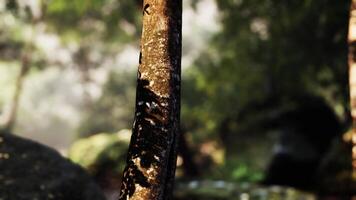 Close-Up of Tree Trunk in Tropical Forest With Sun Rays video
